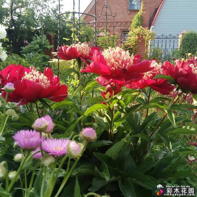 夏季花坛和花境——在没有颜色限制的季节,花境处于一年中最好的状态