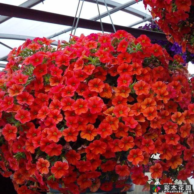 夏季花坛和花境——在没有颜色限制的季节,花境处于一年中最好的状态
