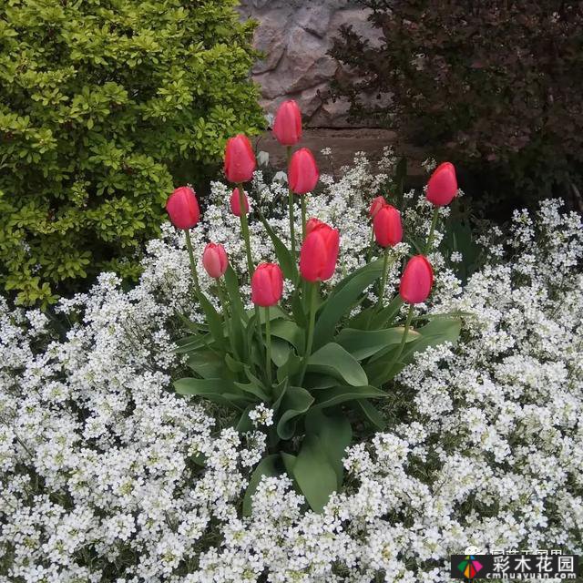 夏季花坛和花境——在没有颜色限制的季节,花境处于一年中最好的状态