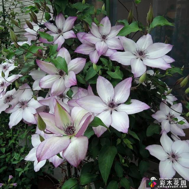 春天种植花坛和花境设计-没有比春天更让人期待的季节了