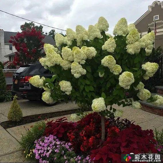 春天种植花坛和花境设计-没有比春天更让人期待的季节了
