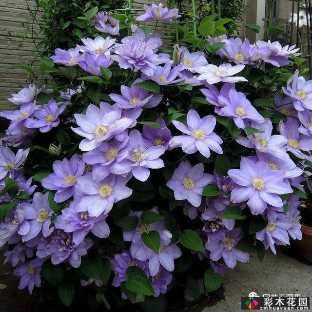春天种植花坛和花境设计-没有比春天更让人期待的季节了
