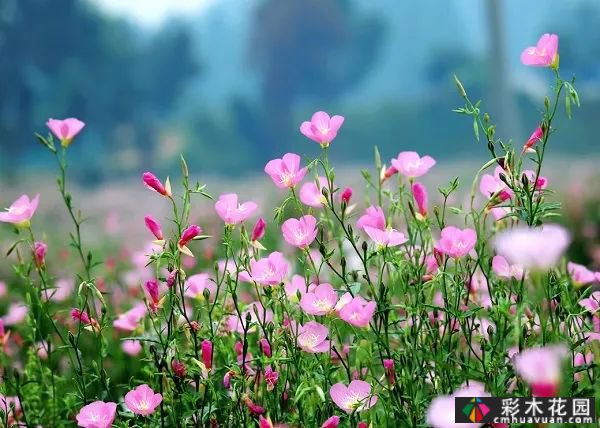 这些庭院花园多年生花卉如此美丽。你种了哪种?