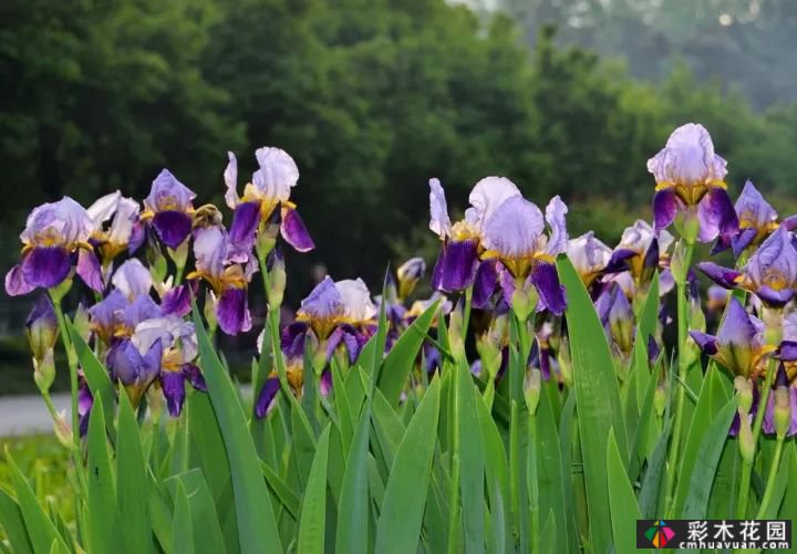 这些庭院花园多年生花卉如此美丽。你种了哪种?
