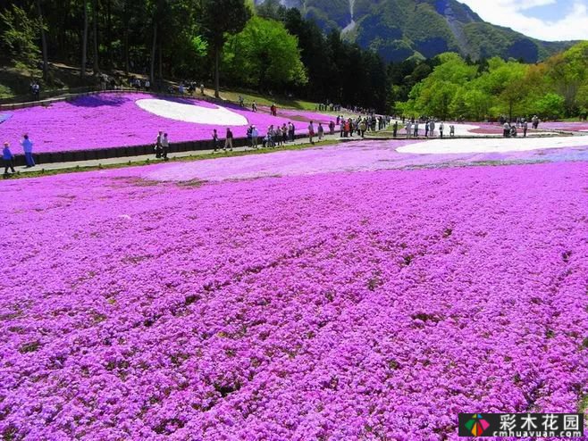 这些庭院花园多年生花卉如此美丽。你种了哪种?