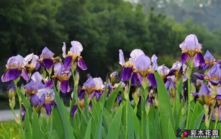 常用的宿根花卉有27种。愿你的一年四季芬芳