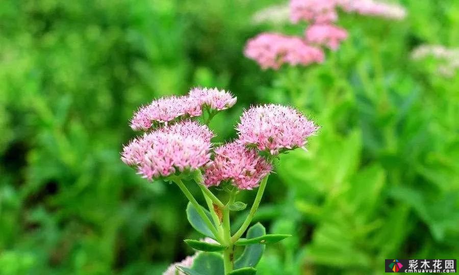 常用的宿根花卉有27种。愿你的一年四季芬芳