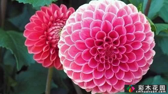 常用的宿根花卉有27种。愿你的一年四季芬芳