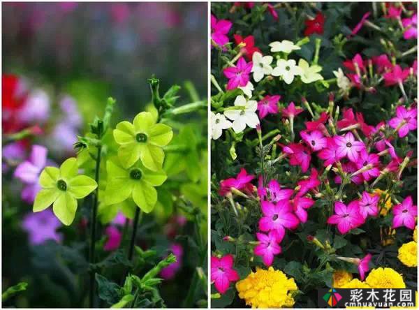 夏季花园盛开的草本花卉