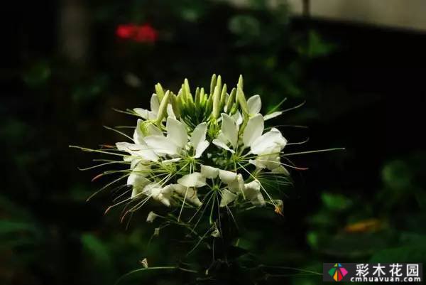 夏季花园盛开的草本花卉