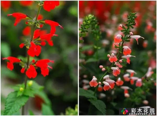 夏季花园盛开的草本花卉