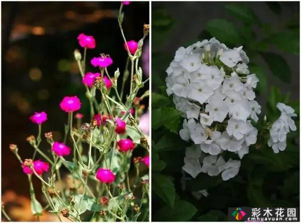 夏季花园盛开的草本花卉