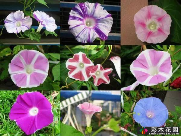 夏季花园盛开的草本花卉