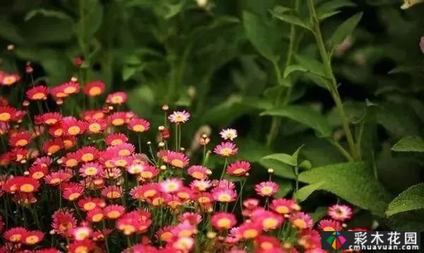 为什么别人的庭院花园这么漂亮?