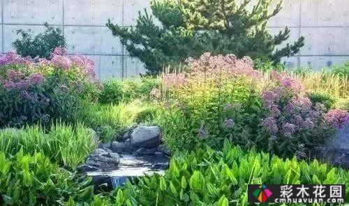 为什么别人的庭院花园这么漂亮?