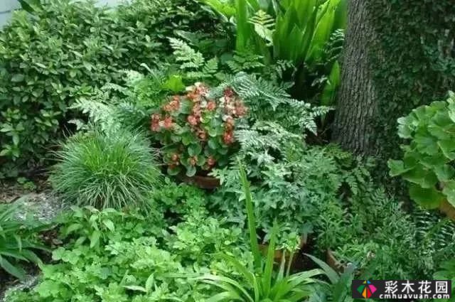 为什么别人的庭院花园这么漂亮?