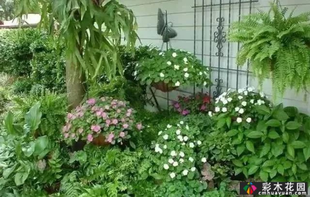 为什么别人的庭院花园这么漂亮?