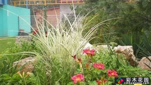 为什么别人的庭院花园这么漂亮?