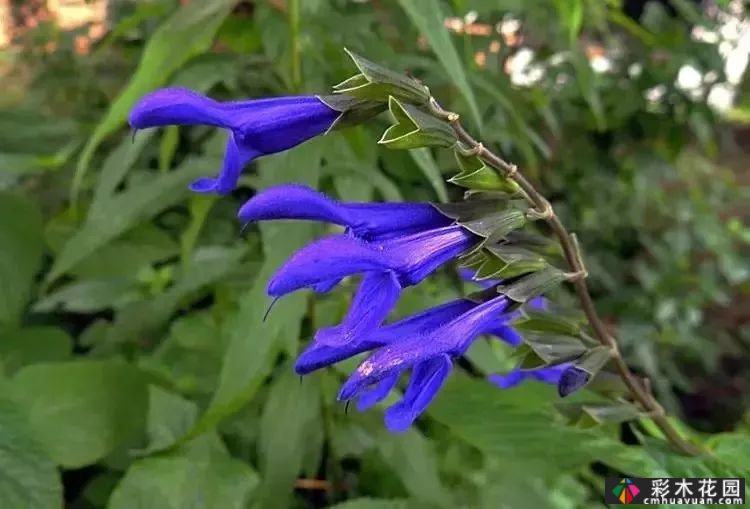 50多种蓝色球根、多年生根和二年生花