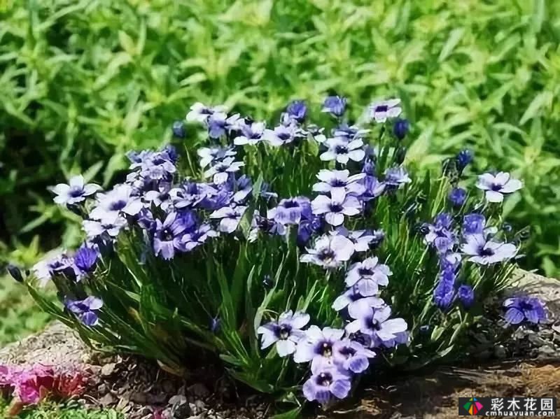 50多种蓝色球根、多年生根和二年生花