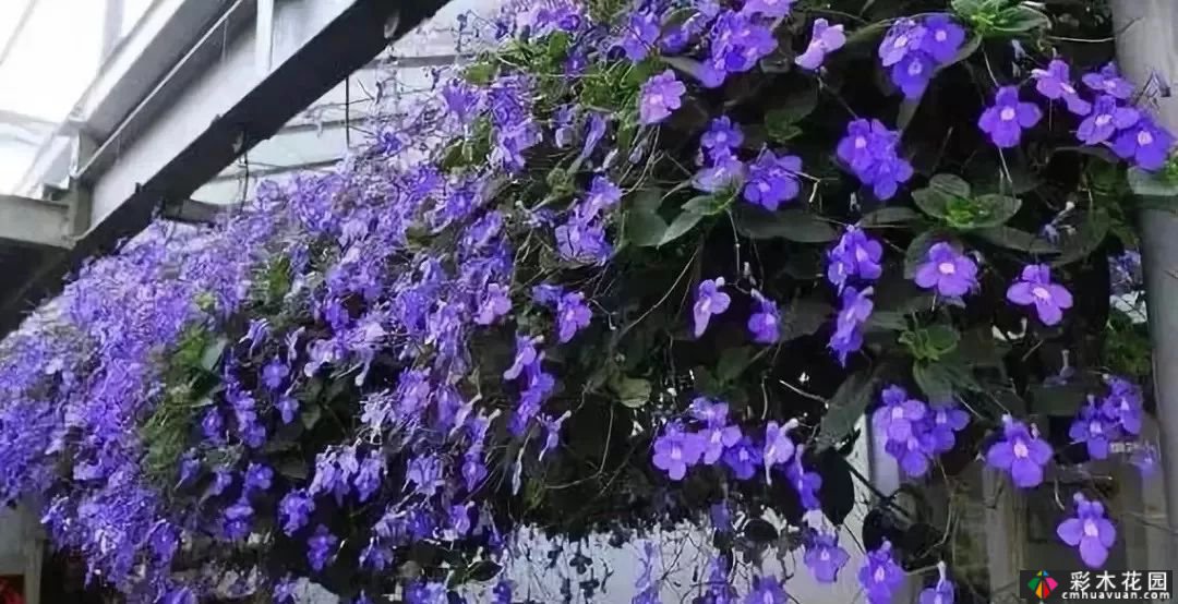 50多种蓝色球根、多年生根和二年生花