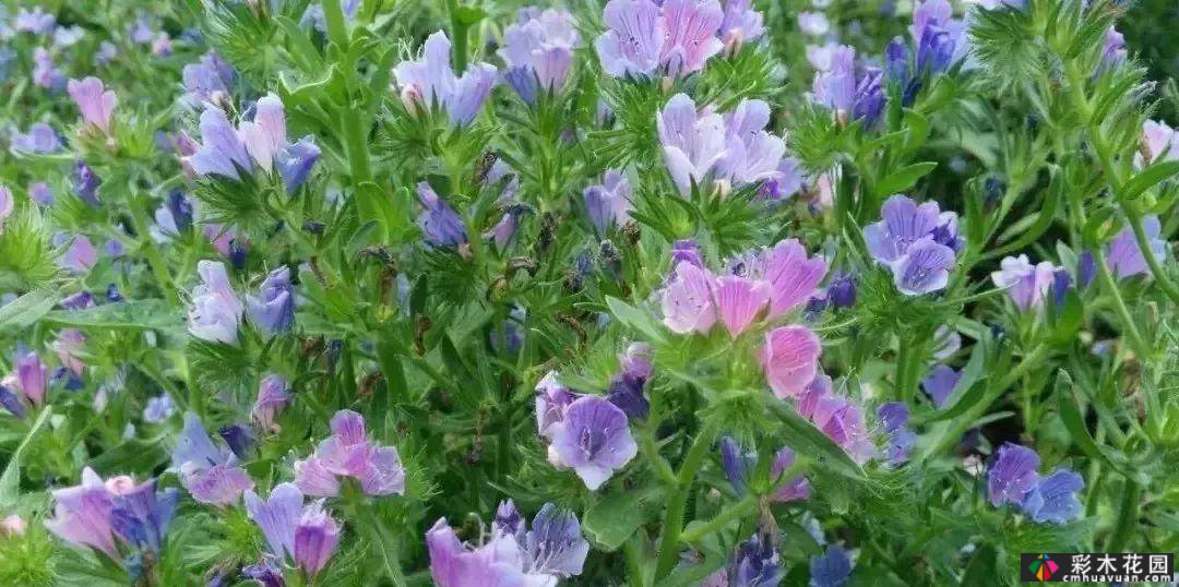 50多种蓝色球根、多年生根和二年生花
