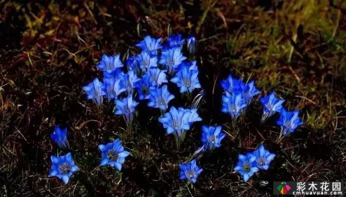 50多种蓝色球根、多年生根和二年生花
