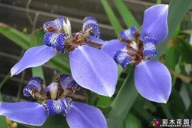 50多种蓝色球根、多年生根和二年生花
