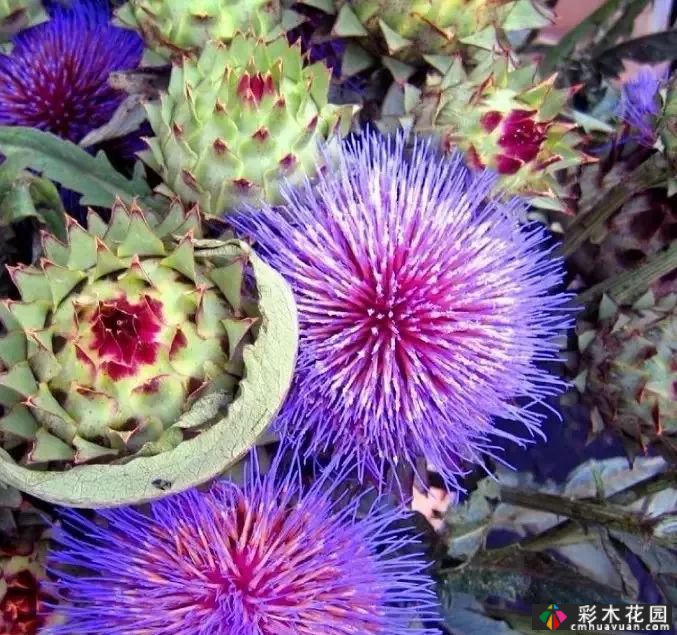 50多种蓝色球根、多年生根和二年生花