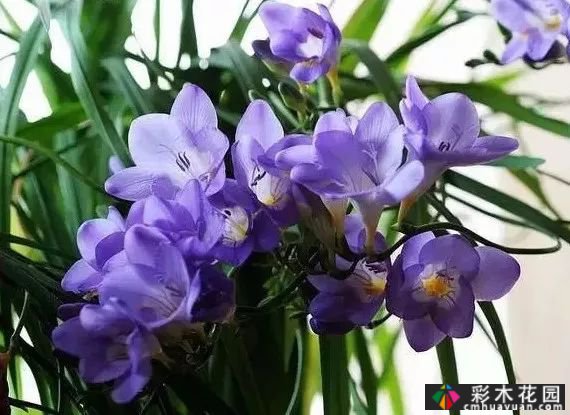 50多种蓝色球根、多年生根和二年生花
