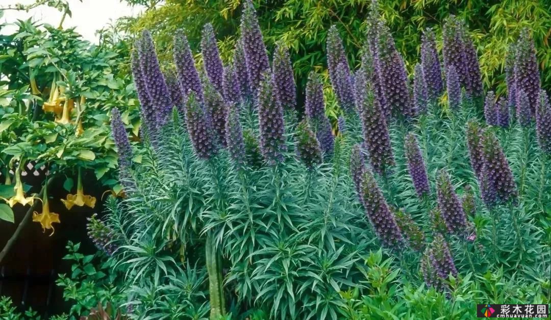 50多种蓝色球根、多年生根和二年生花
