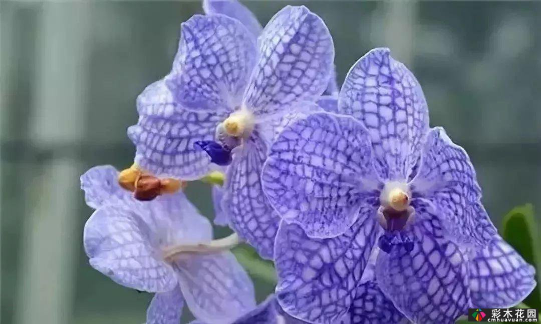 50多种蓝色球根、多年生根和二年生花