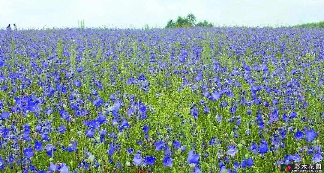 50多种蓝色球根、多年生根和二年生花