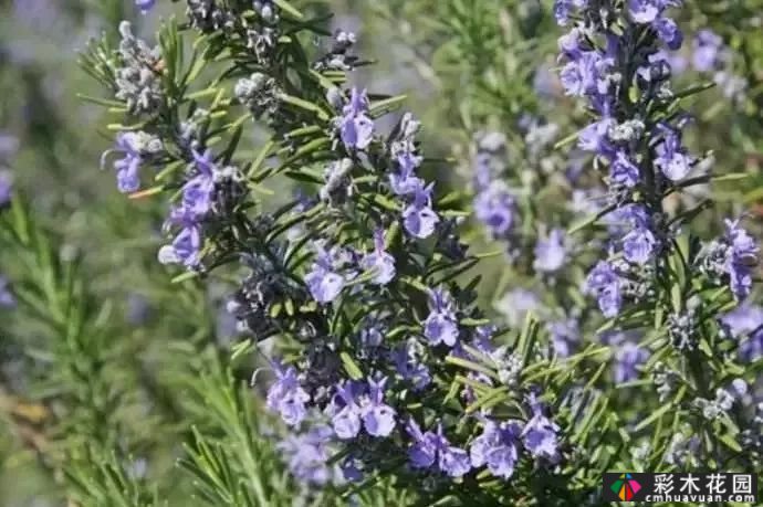 50多种蓝色球根、多年生根和二年生花