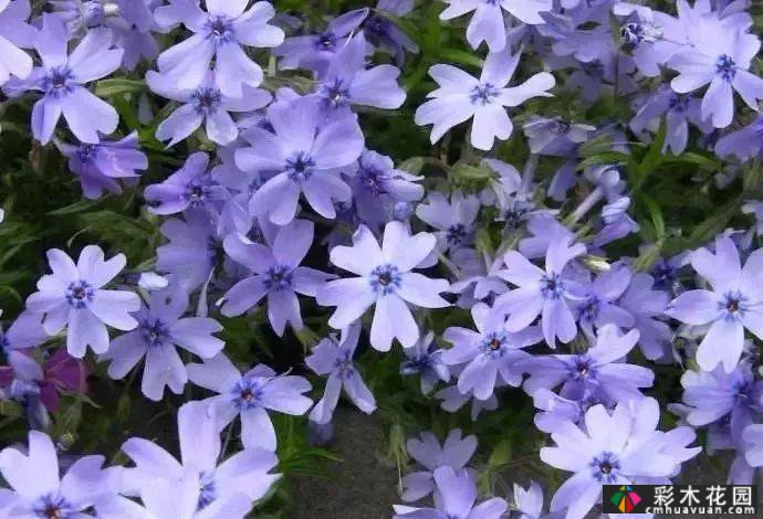 50多种蓝色球根、多年生根和二年生花