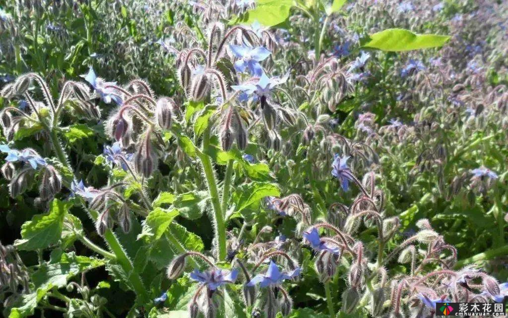 50多种蓝色球根、多年生根和二年生花