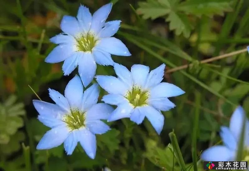 50多种蓝色球根、多年生根和二年生花