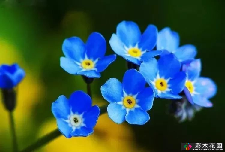 50多种蓝色球根、多年生根和二年生花