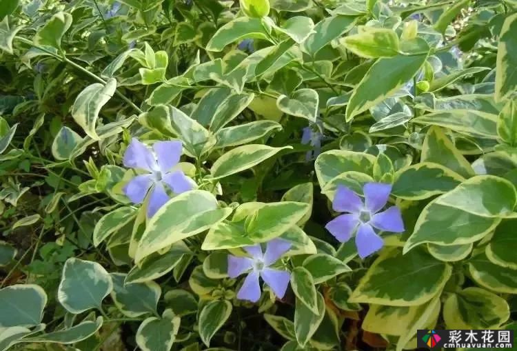 50多种蓝色球根、多年生根和二年生花