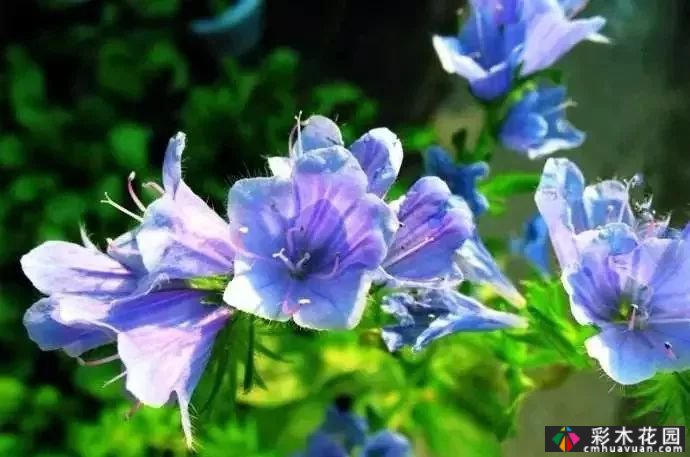 50多种蓝色球根、多年生根和二年生花