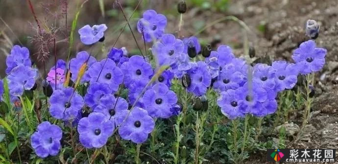 50多种蓝色球根、多年生根和二年生花
