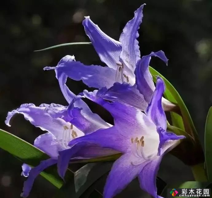 50多种蓝色球根、多年生根和二年生花