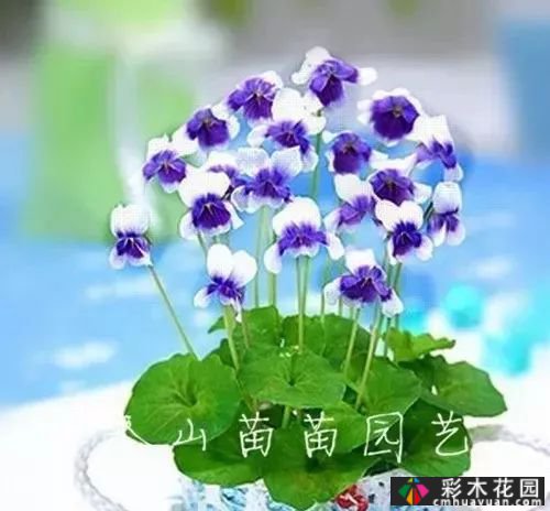 50多种蓝色球根、多年生根和二年生花