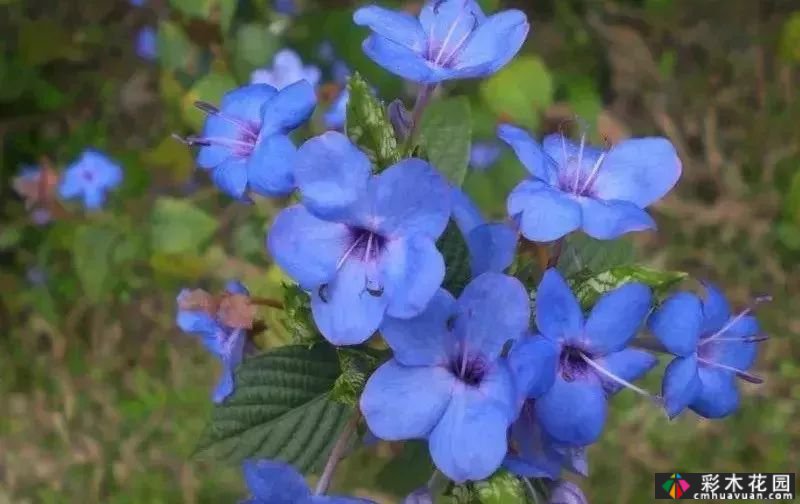 50多种蓝色球根、多年生根和二年生花