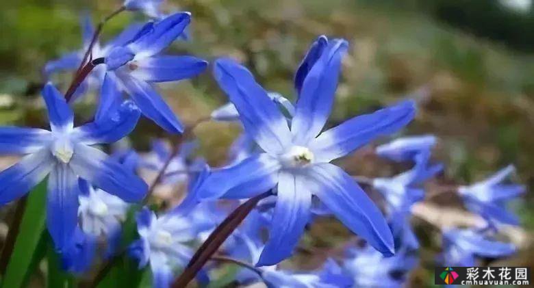 50多种蓝色球根、多年生根和二年生花