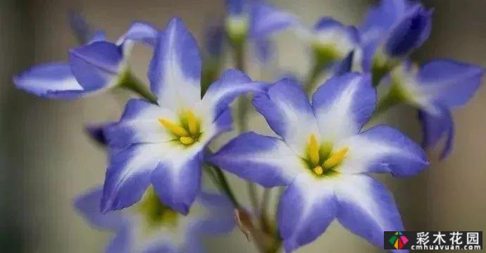 50多种蓝色球根、多年生根和二年生花