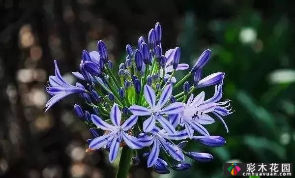 50多种蓝色球根、多年生根和二年生花