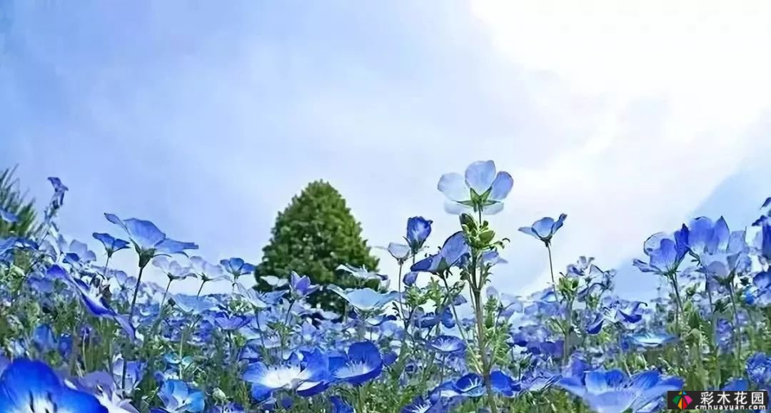 50多种蓝色球根、多年生根和二年生花