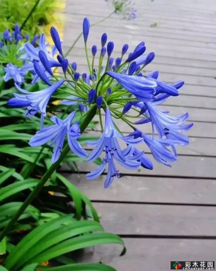 50多种蓝色球根、多年生根和二年生花