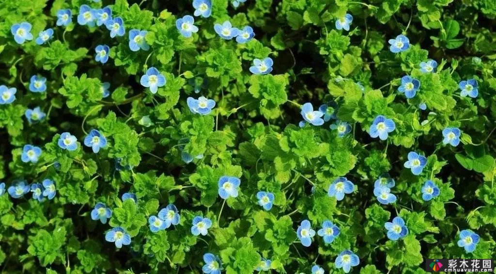 50多种蓝色球根、多年生根和二年生花